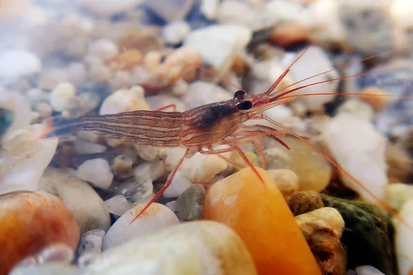 Red Monaco Peppermint Shrimp Undersea Photography — Stock Photo, Image
