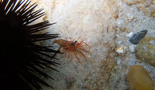 Red Monaco Peppermint Shrimp Undersea Photography — Φωτογραφία Αρχείου