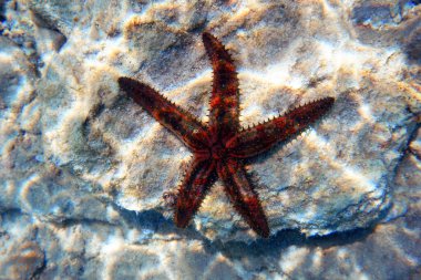 Blue spiny starfish - Coscinasterias tenuispina