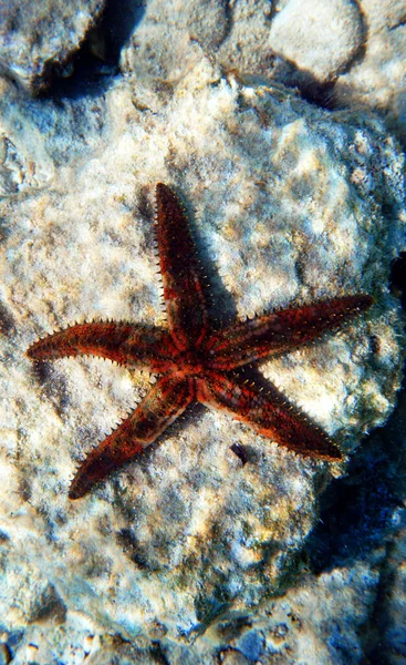 Blue Spiny Starfish Coscinasterias Tenuispina — Stok fotoğraf