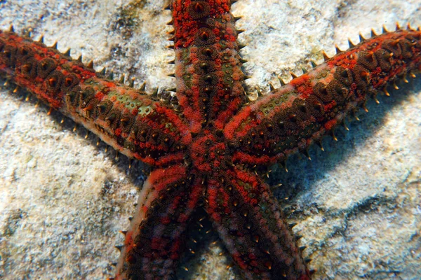 Blue Spiny Starfish Coscinasterias Tenuispina — Stock Fotó