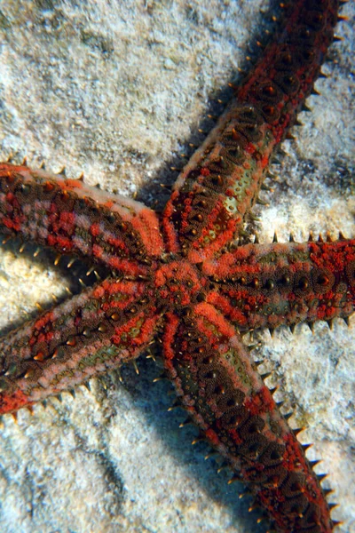 Blue Spiny Starfish Coscinasterias Tenuispina — Fotografia de Stock