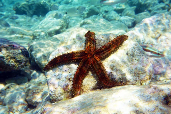Blue Spiny Starfish Coscinasterias Tenuispina — Fotografia de Stock