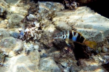 Painted comber fish - (Serranus scriba)