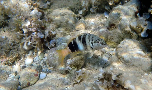 Painted Comber Fish Serranus Scriba — Stockfoto