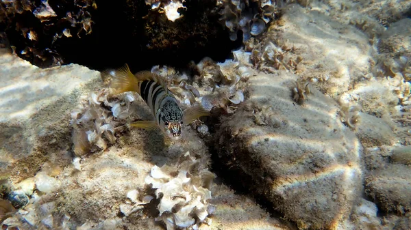 Painted Comber Fish Serranus Scriba — Stock Photo, Image