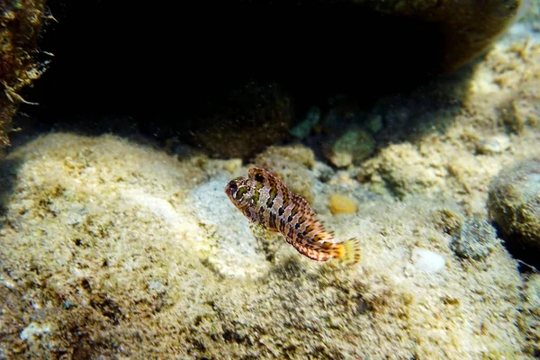 Tompot Blenny Fish Parablennius Gattorugine — Stok fotoğraf