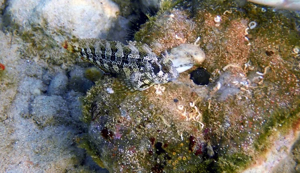 Tompot Blenny Fish Parablennius Gattorugine — Stok fotoğraf