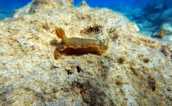 Felimare Picta Mediterranean Biggest Nudibranch Underwater Photography — Stock Photo, Image