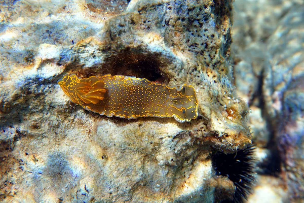 Felimare Picta Mediterranean Biggest Nudibranch Underwater Photography — Foto Stock