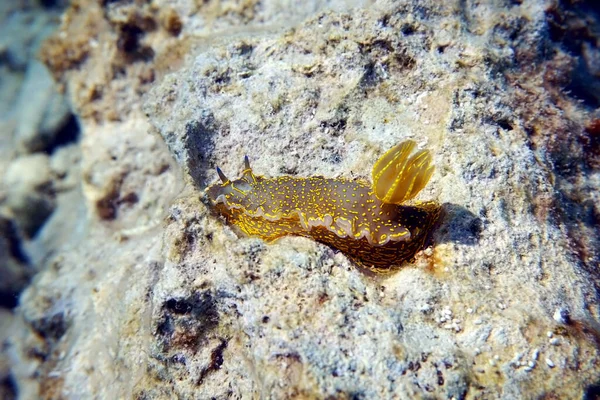 Felimare Picta Mediterranean Biggest Nudibranch Underwater Photography — Fotografia de Stock