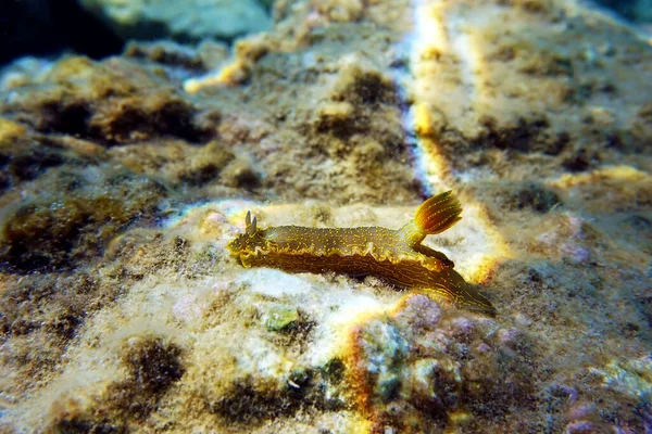 Felimare Picta Mediterranean Biggest Nudibranch Underwater Photography — Photo