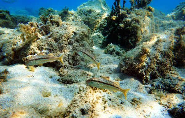 Mullus Barbatus Goatfish Photographing Underwater Mediterranean Sea — Stockfoto