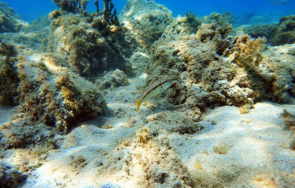 Mullus Barbatus Goatfish Photographing Underwater Mediterranean Sea — ストック写真
