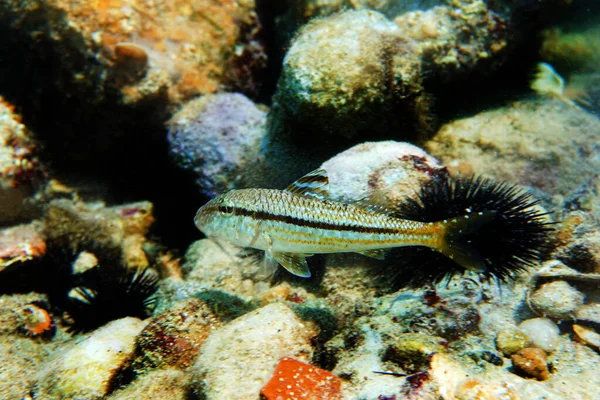 Mullus Barbatus Goatfish Photographing Underwater Mediterranean Sea — Stock Photo, Image