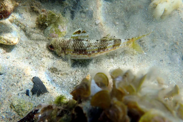 Mullus Barbatus Goatfish Photographing Underwater Mediterranean Sea — Stockfoto