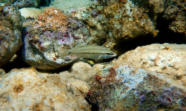 East Atlantic Peacock Wrasse Symphodus Tinca — Foto de Stock