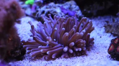 Video of Heliofungia large stony coral in reef aquarium tank