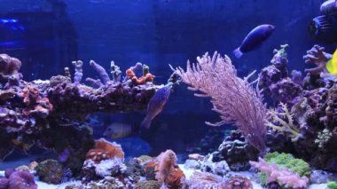 Short video scene of coral reef aquarium tank