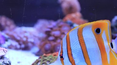 Chelmon, the copperbanded butterfly fish in reef aquarium tank