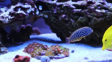 Video of Leopard wraase fish in saltwater coral reef aquarium tank