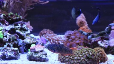 Video of Leopard wraase fish in saltwater coral reef aquarium tank