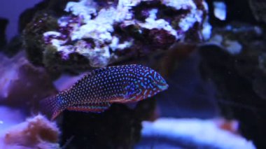 Video of Leopard wraase fish in saltwater coral reef aquarium tank