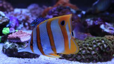 Chelmon, the copperbanded butterfly fish in reef aquarium tank