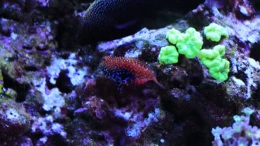 Video of Leopard wraase fish in saltwater coral reef aquarium tank