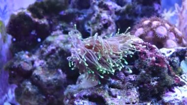 Video scene in reef aquarium with Euphyllia torch LPS coral