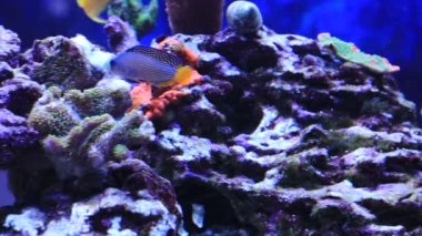 Rare video of Splendid dottyback saltwater fish