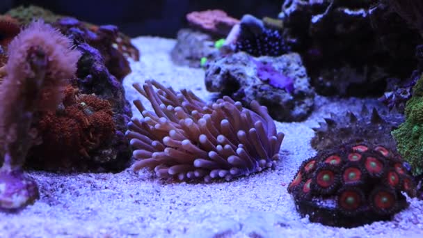 Video Heliofungia Large Stony Coral Reef Aquarium Tank — Stock videók