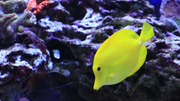 Video Top Most Popular Saltwater Aquarium Fish Yellow Tang Zebrasoma — Αρχείο Βίντεο