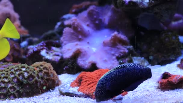 Βίντεο Από Leopard Τυλίγει Ψάρια Ενυδρείο Κοραλλιογενών Υφάλων Θαλασσινού Νερού — Αρχείο Βίντεο
