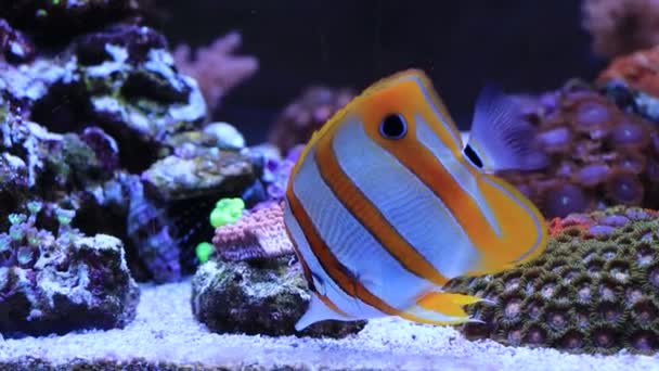 Chelmon Copperbanded Butterfly Fish Reef Aquarium Tank — Vídeo de Stock