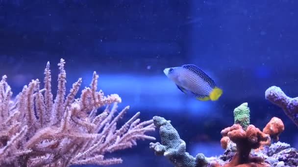 Rare Video Splendid Dottyback Saltwater Fish — Stock Video