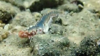 Hermodice carunculata, Akdeniz 'de yetişen Amphinomidae familyasından bir tür deniz solucanıdır..