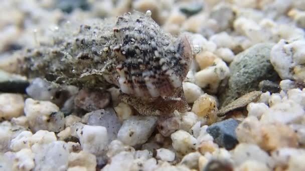 Underwater Video Cerith Sand Sea Snail Cerithium Caeruleum — Αρχείο Βίντεο