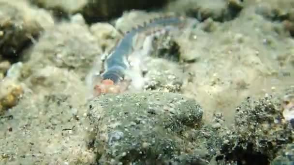Hermodice Carunculata Akdeniz Yetişen Amphinomidae Familyasından Bir Tür Deniz Solucanıdır — Stok video