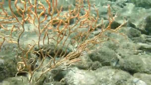 Video Yellow Mediterranean Gorgonian Coral Eunicella Cavolini — Vídeo de Stock