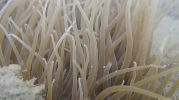 Mediterranean Sea Anemone Underwater Scene — Vídeos de Stock