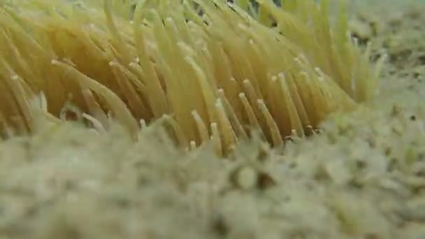 Mediterranean Sea Anemone Underwater Scene — Stock Video
