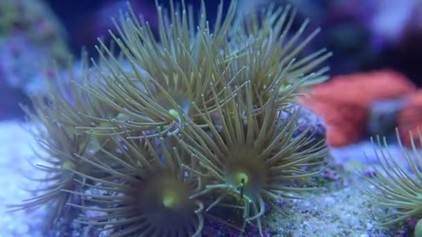 Video Yellow Polyps Reef Aquarium Tank Parazoanthus Gracilis — Vídeos de Stock