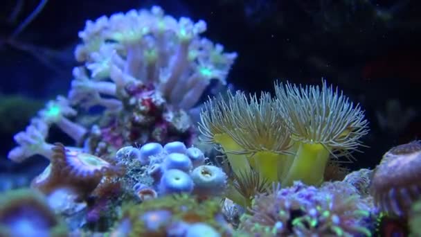 Video Yellow Polyps Reef Aquarium Tank Parazoanthus Gracilis — Αρχείο Βίντεο