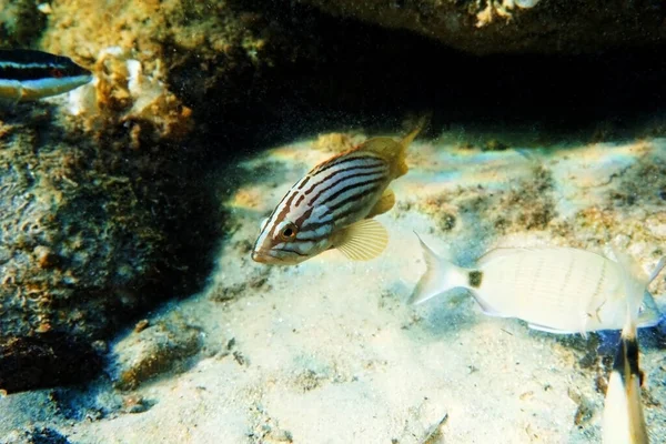 Agrupador Goldblotch Epinephelus Costae Peixe Marinho Nativo Mar Mediterrâneo Leste — Fotografia de Stock