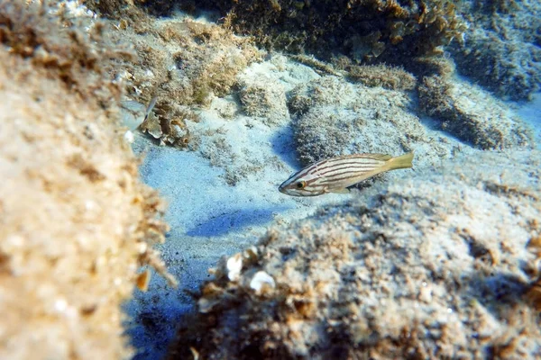 Mero Goldblotch Epinephelus Costae Pez Marino Nativo Del Mar Mediterráneo — Foto de Stock