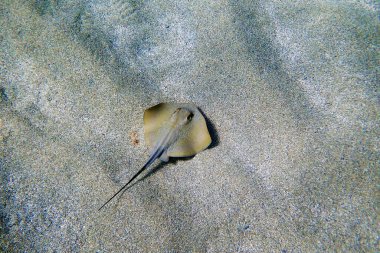 Akdeniz 'de yaygın olarak kullanılan Stingray - Dasyatis pastinaca