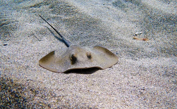 Mediterráneo Común Stingray Dasyatis Pastinaca —  Fotos de Stock