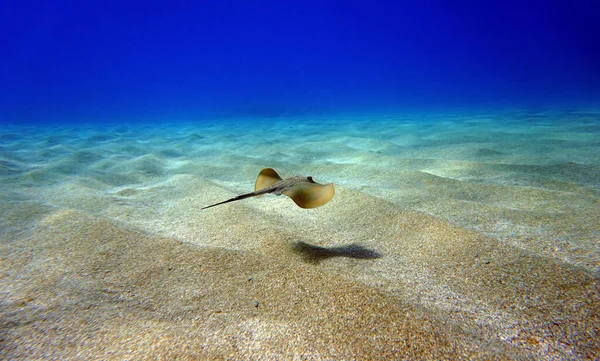 Morze Śródziemne Wspólne Stingray Dasyatis Pastinaca — Zdjęcie stockowe