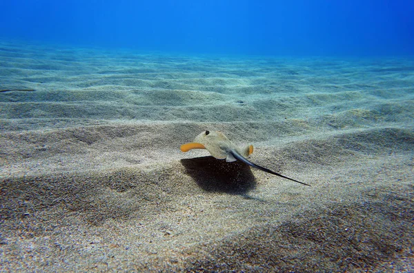 Mediterráneo Común Stingray Dasyatis Pastinaca —  Fotos de Stock